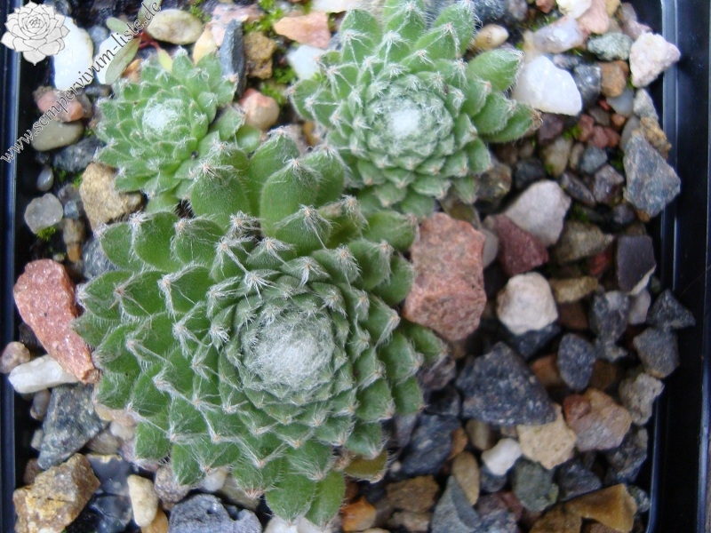 Zilver Perle