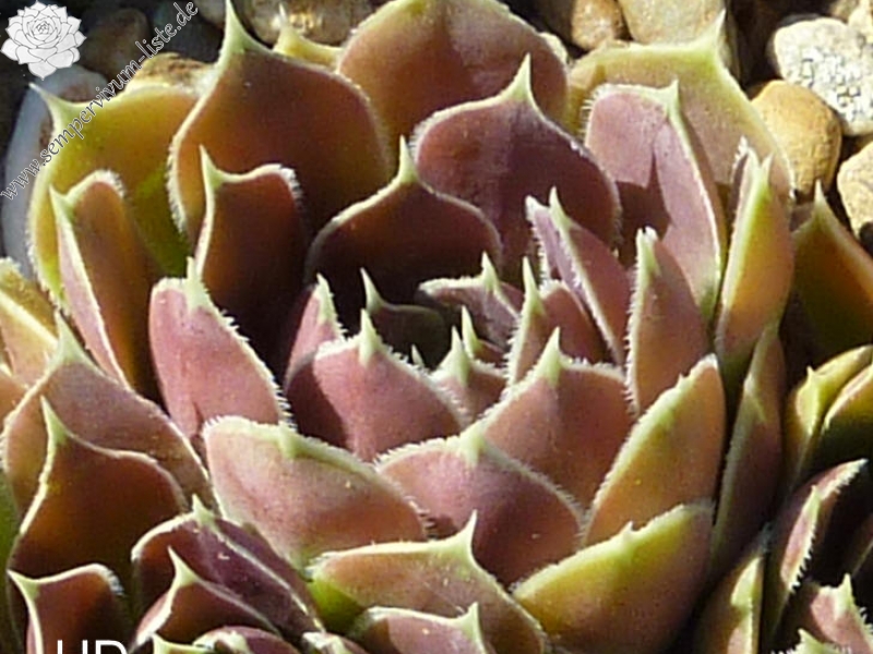 Purple Beauty / Jovi