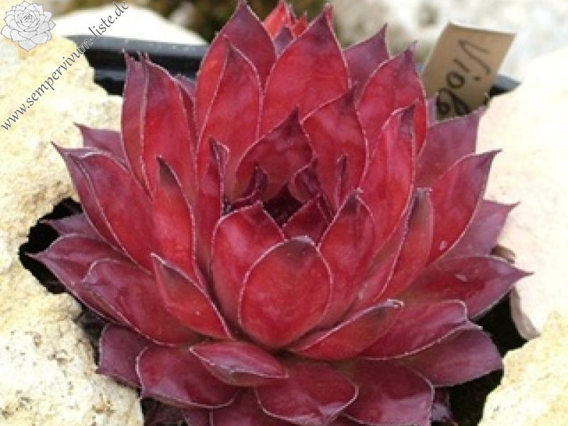 Violetta
