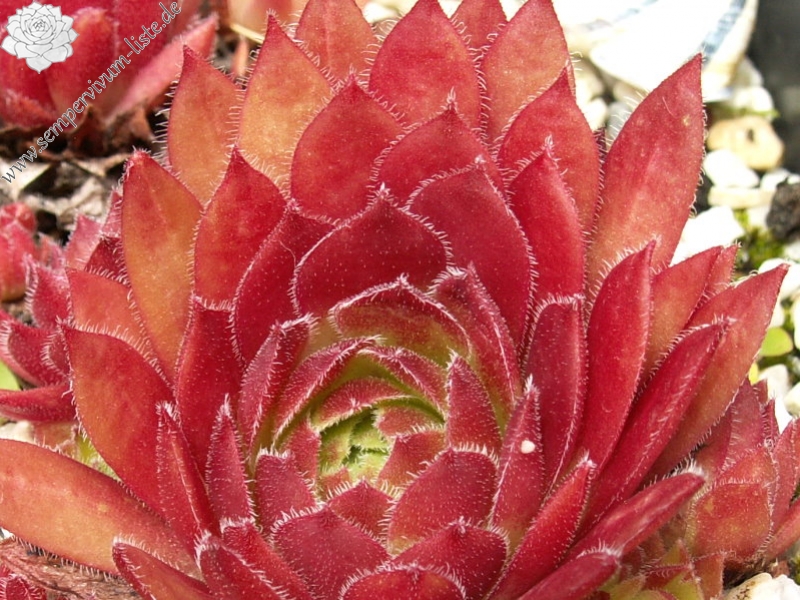 Rocknoll Rosette