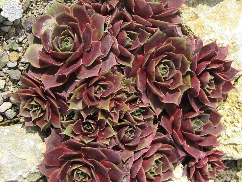 Violetta