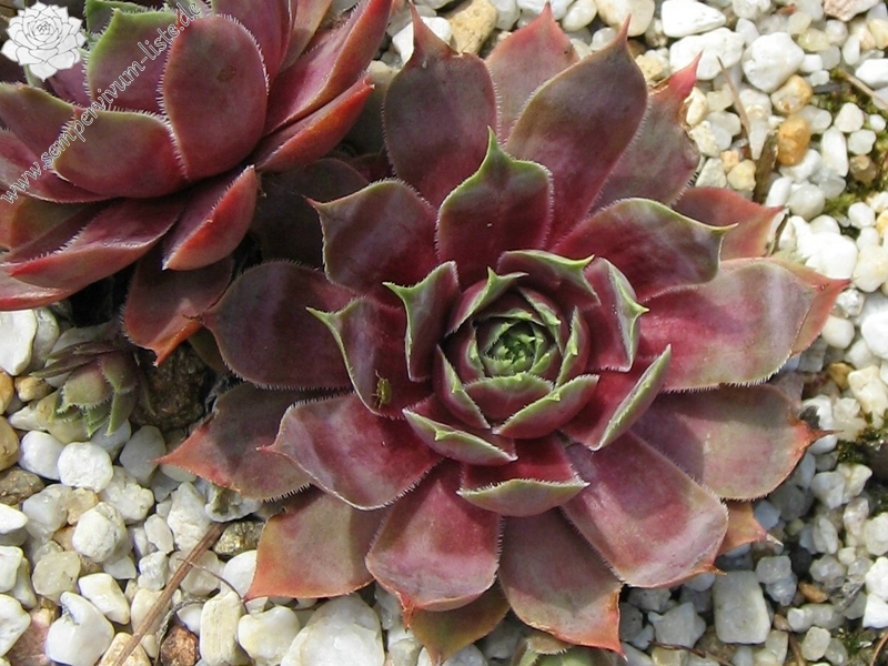 Violetta
