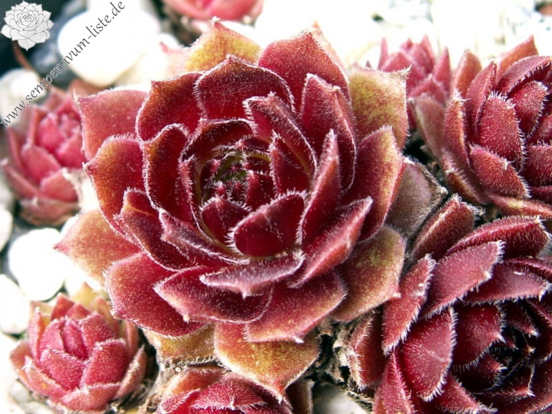Rocknoll Rosette