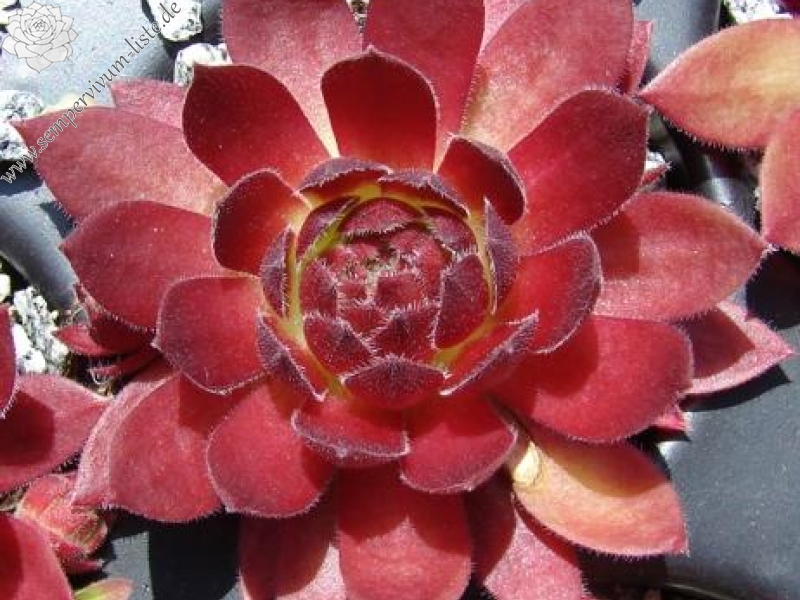 Rocknoll Rosette