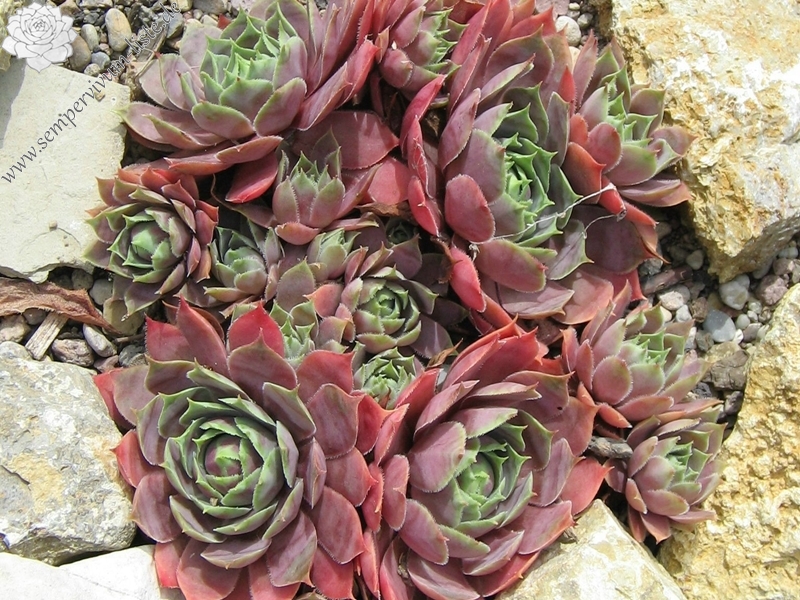 Violetta