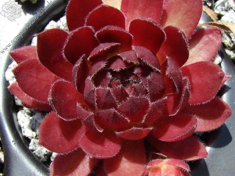 Rocknoll Rosette