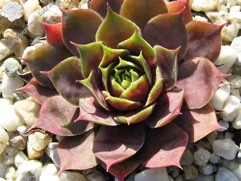 Violetta
