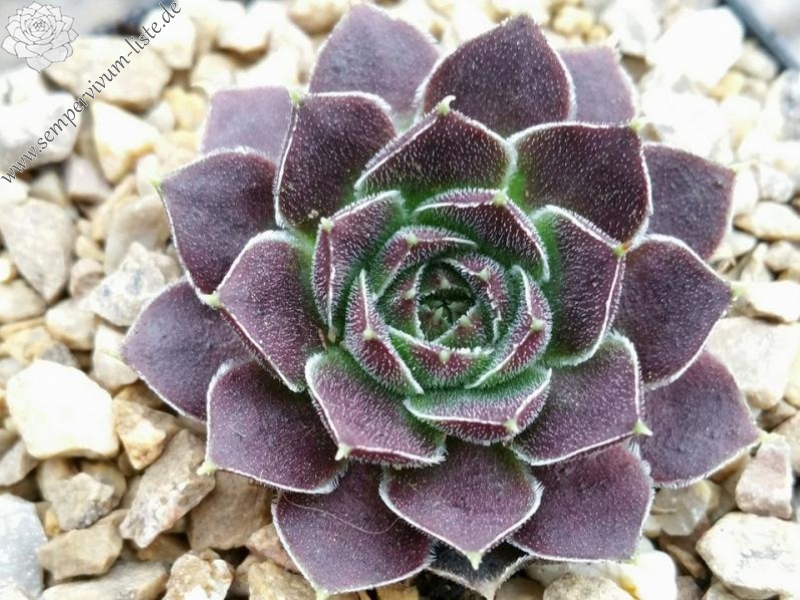 Xenia / Jovi