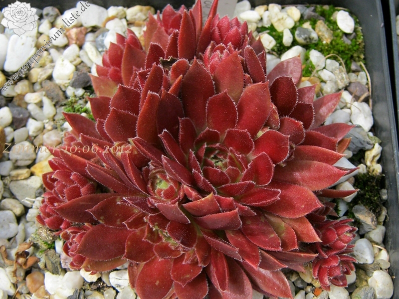 Rocknoll Rosette
