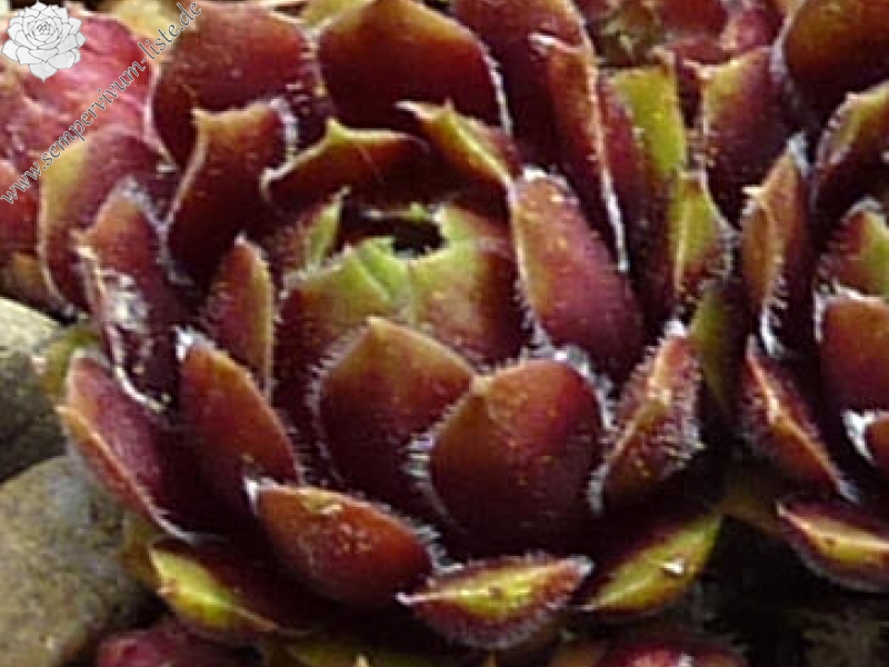 Zomerschoon of Beauty