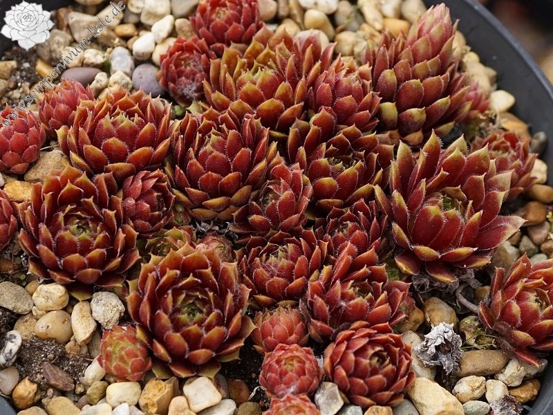 Zomerschoon of Beauty