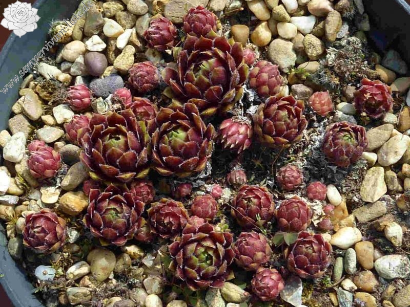 Zomerschoon of Beauty