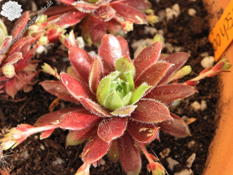 Zomerschoon of Beauty