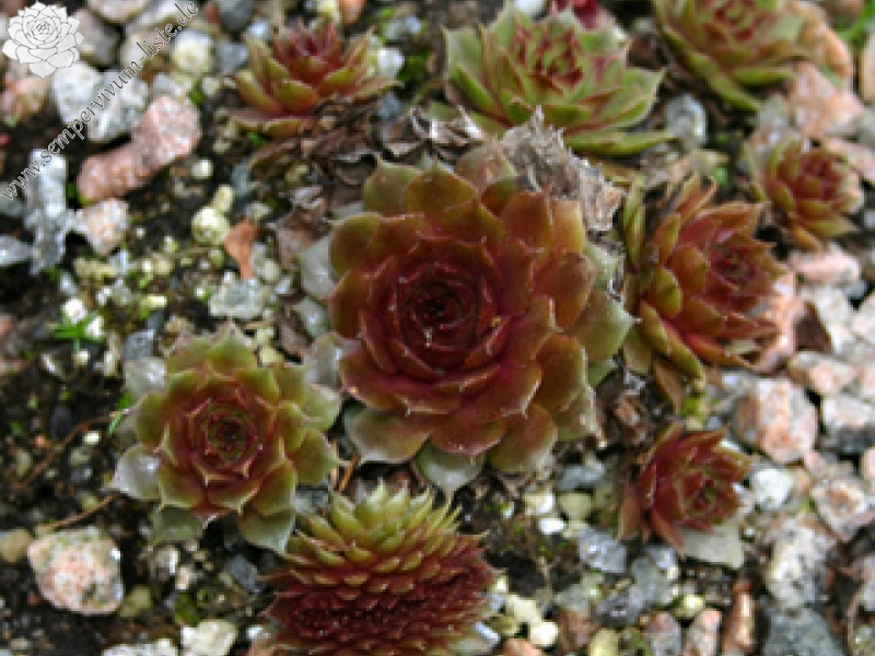 Venus