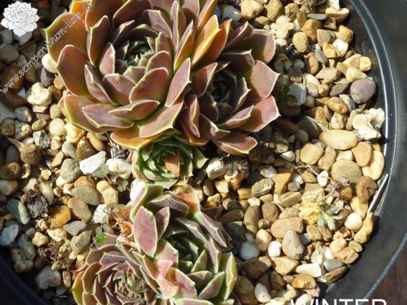 Winter Bronze / Jovi