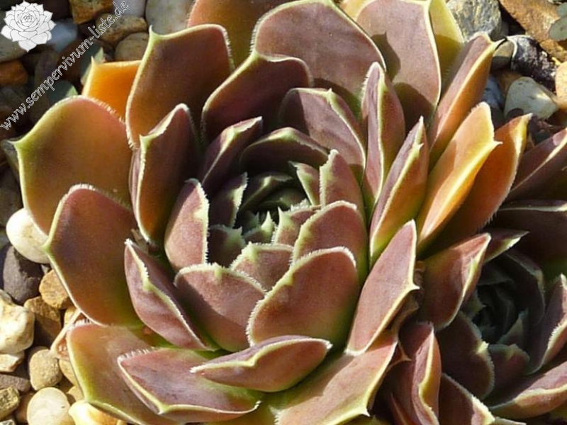 Winter Bronze / Jovi