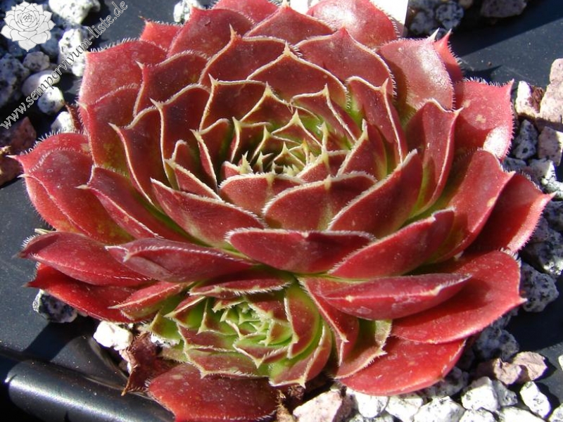 Winter Bronze / Jovi