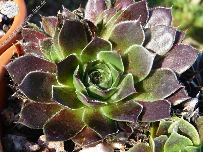 Purga / Jovi
