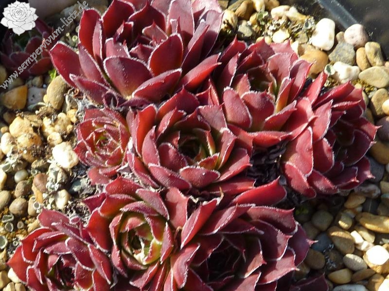 Purpurkonigin / Jovi