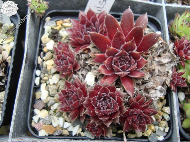 Pulsar