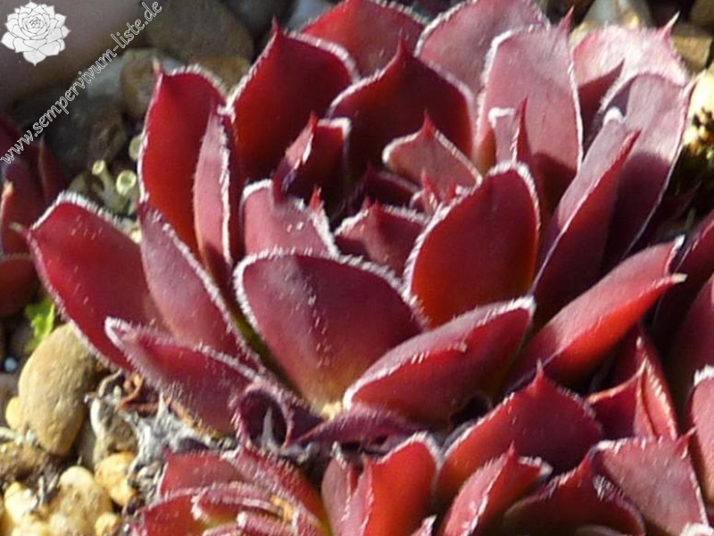 Purpurkonigin / Jovi