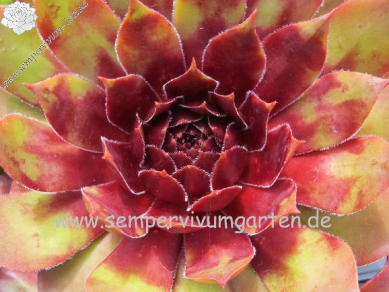 Zündflamme