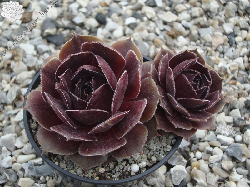Pewter Rose