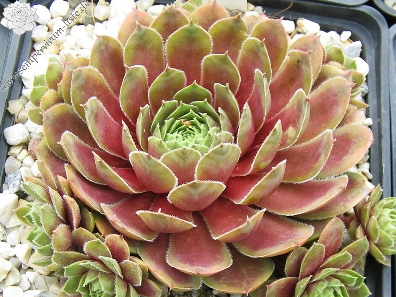 Viti