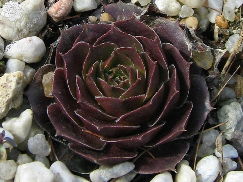 Viti
