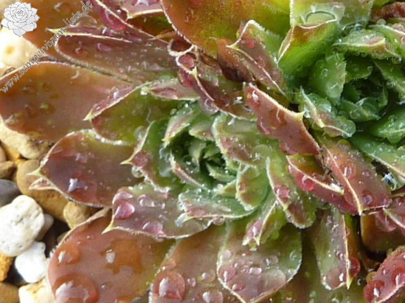 Pico Cristobal / Jovi