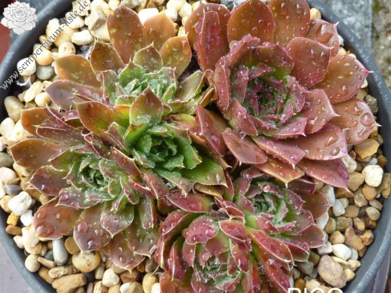 Pico Cristobal / Jovi