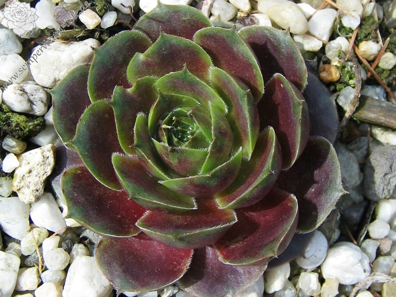 Viti