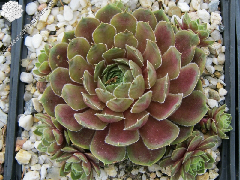 Viti