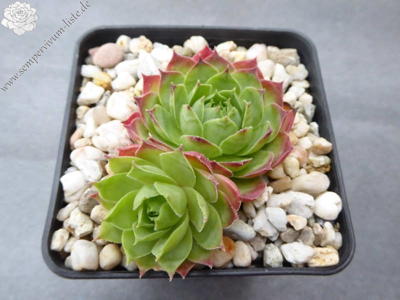 Pfälzer Hermännche