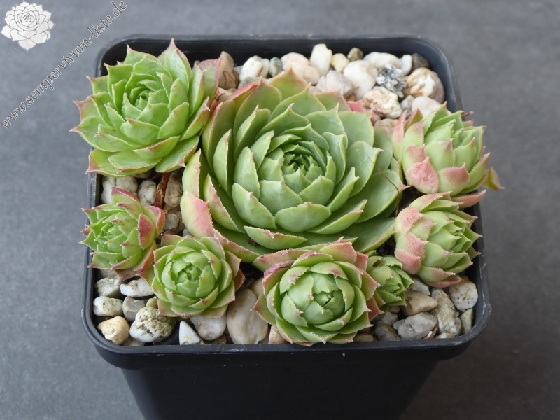 Pfälzer Hermännche