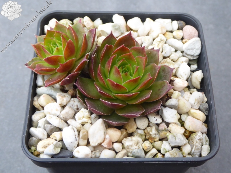 Pfälzer Hermännche