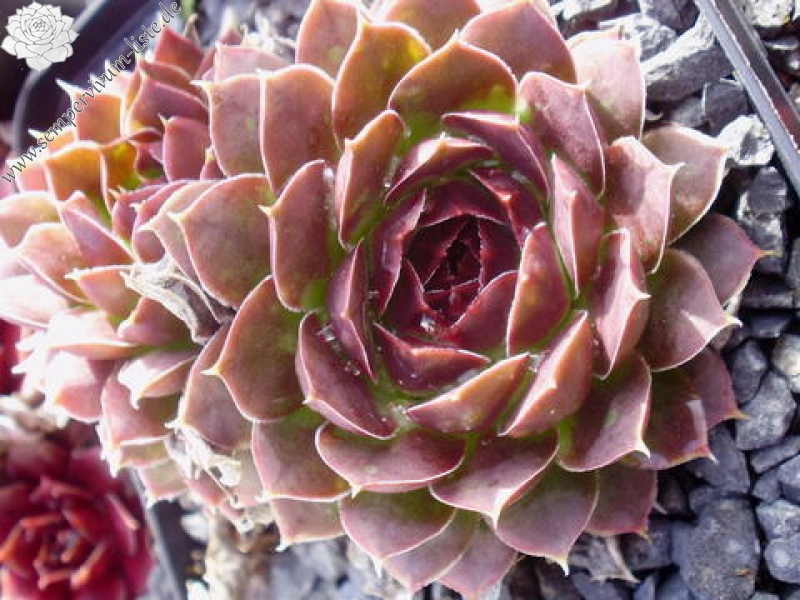 Pfälzer Jubiläum / Jovi