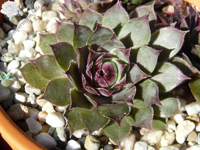 Pfälzer Lilac