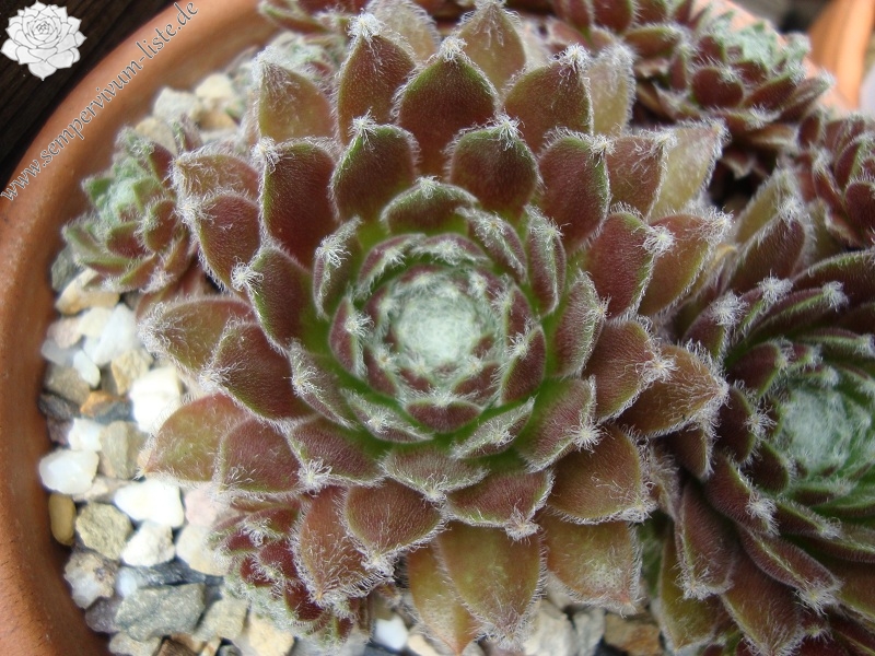 Phyllis