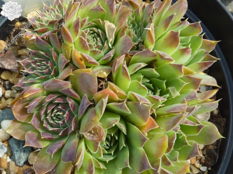 Pices Australis / Jovi