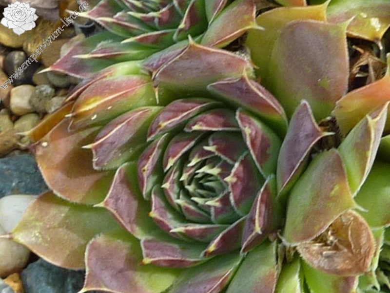 Pices Australis / Jovi