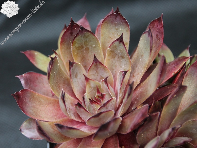 Pink Astrid
