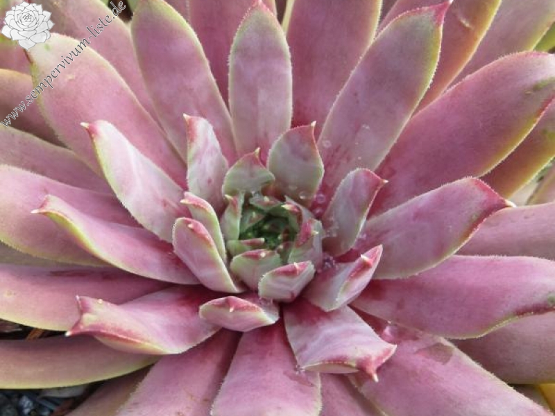 Pink Infinity