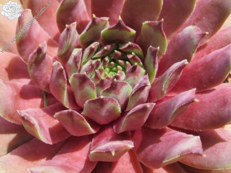 Pink Infinity