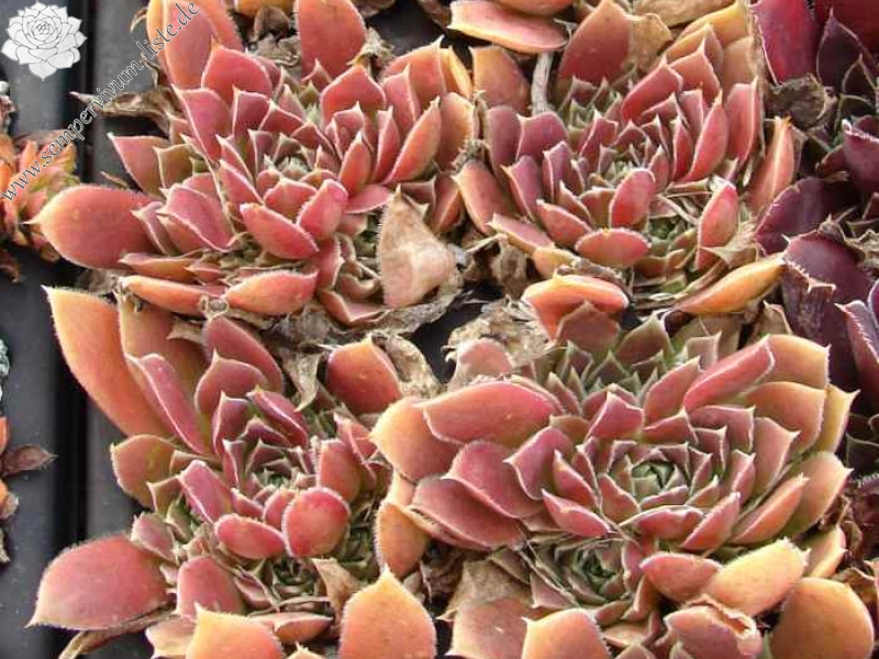 Pink Mandarin / Jovi