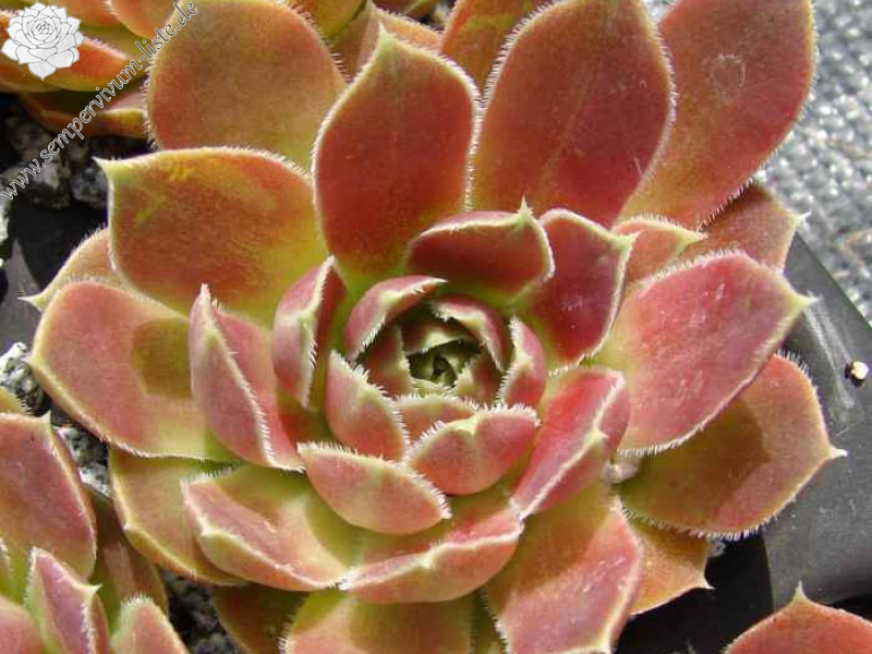 Pink Mandarin / Jovi