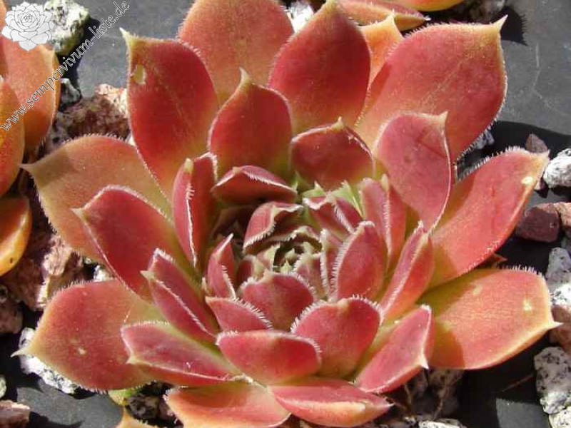 Pink Mandarin / Jovi