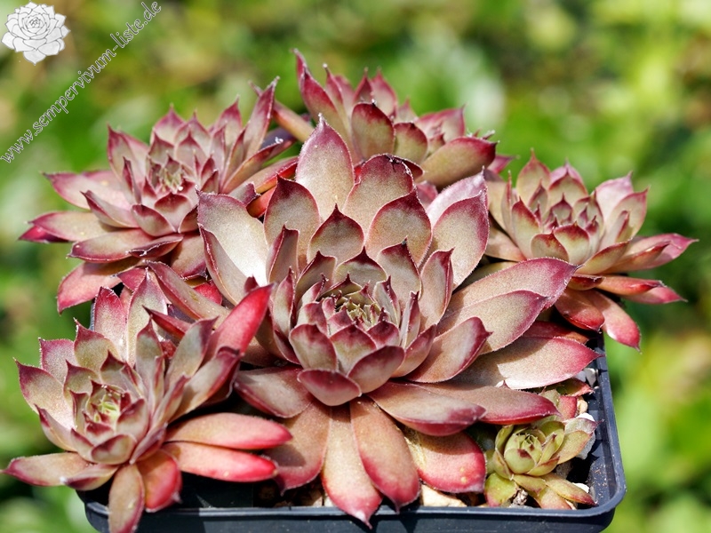 Pink Star