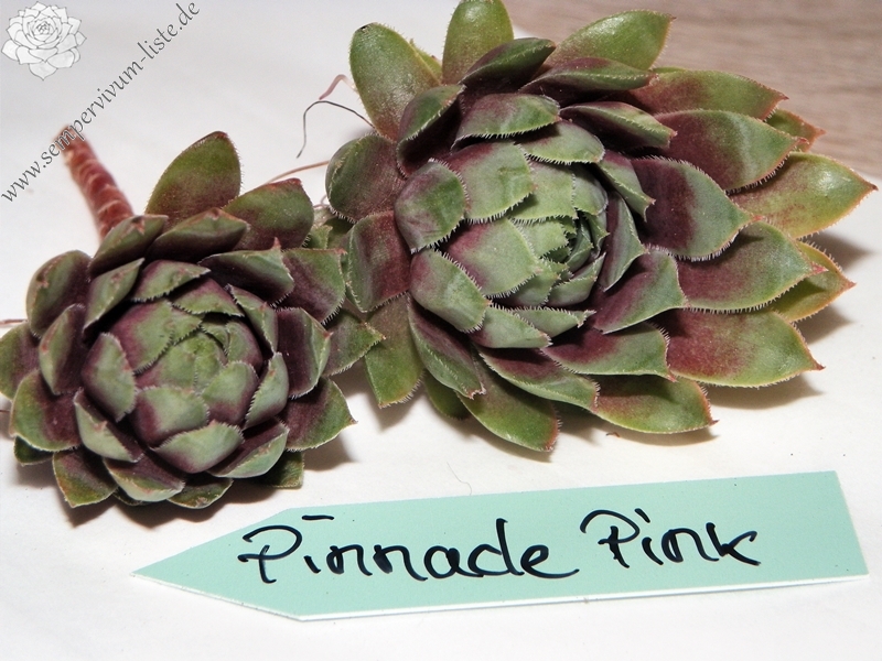 Pinnacle Pink
