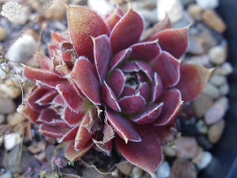 Piton des Neiges / Jovi